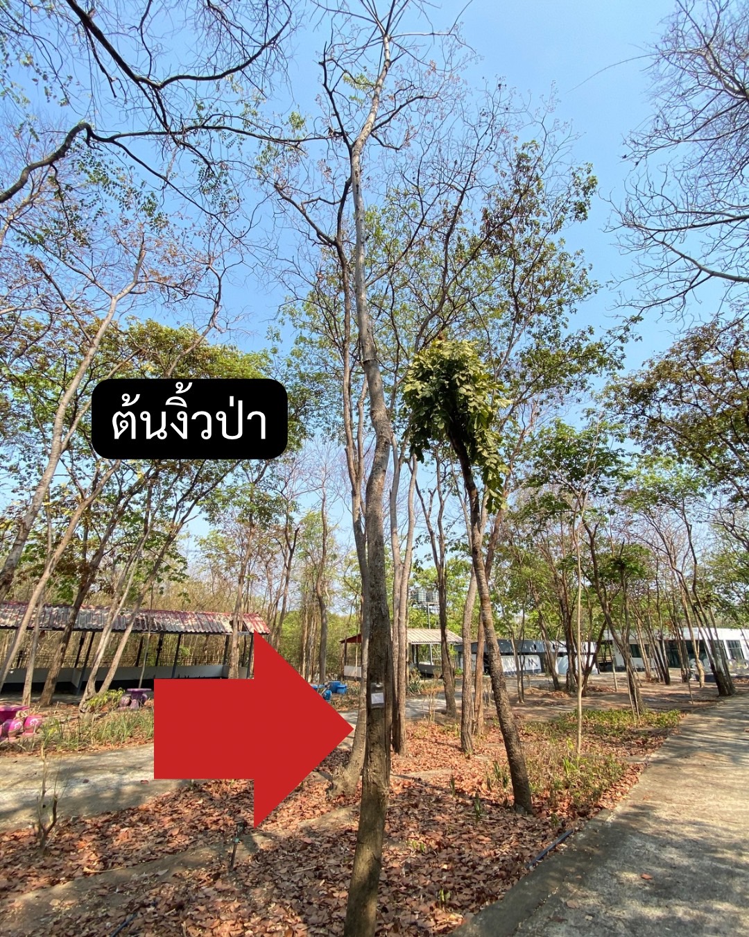 ต้นงิ้วป่า Bombax anceps Pierre