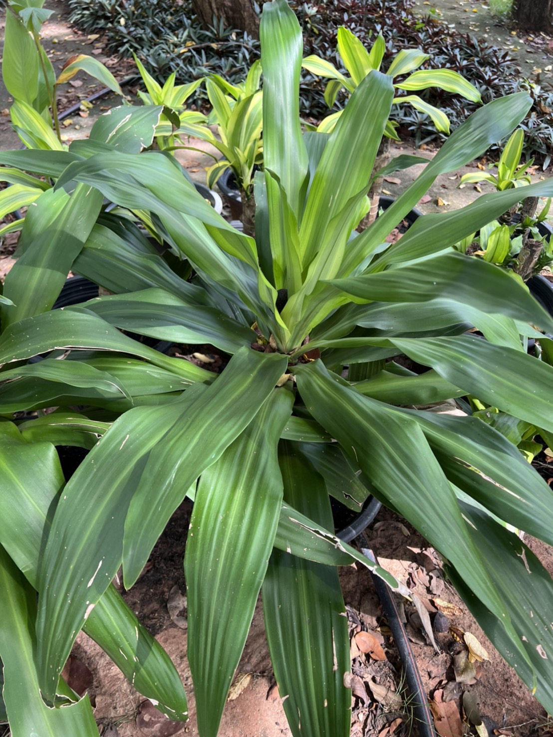 วาสนา มรกต Dracaena