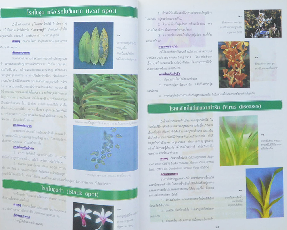 ความสุข ฉบับ กล้วยไม้ไทย