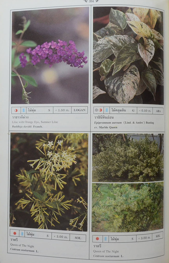 พฤกษาพัน (ภาษาไทย-อังกฤษ)