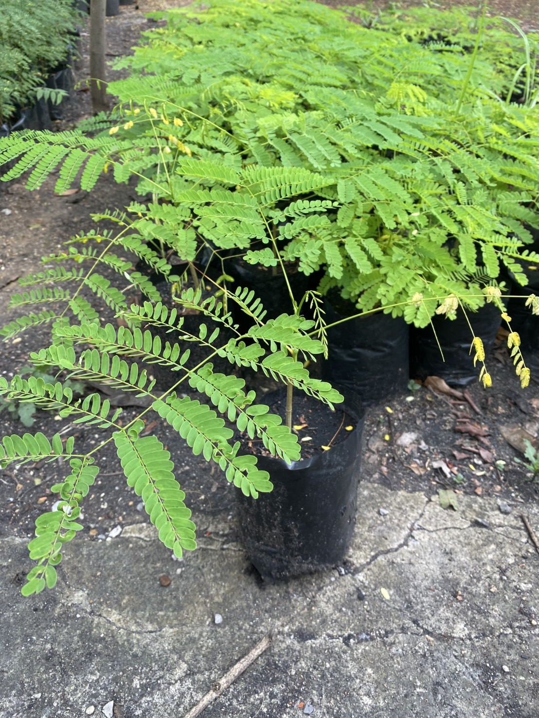 ต้นกล้าหางนกยูงฝรั่ง ต้นหางนกยูง Flam-boyant, The Flame Tree, Royal Poinciana