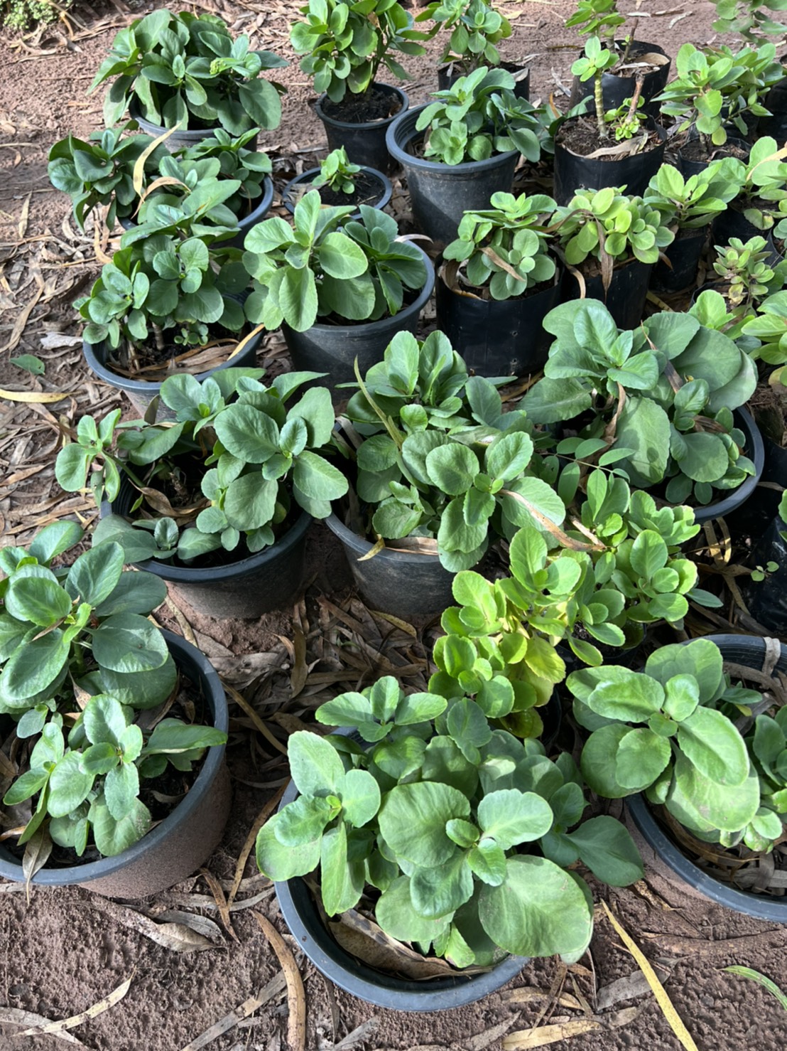 กุหลาบหิน Kalanchoe ไม้อวบน้ำ