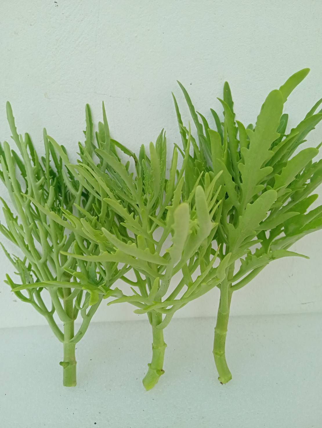 กิ่งฆ้องสามย่าน ทองสามย่าน Kalanchoe laciniata