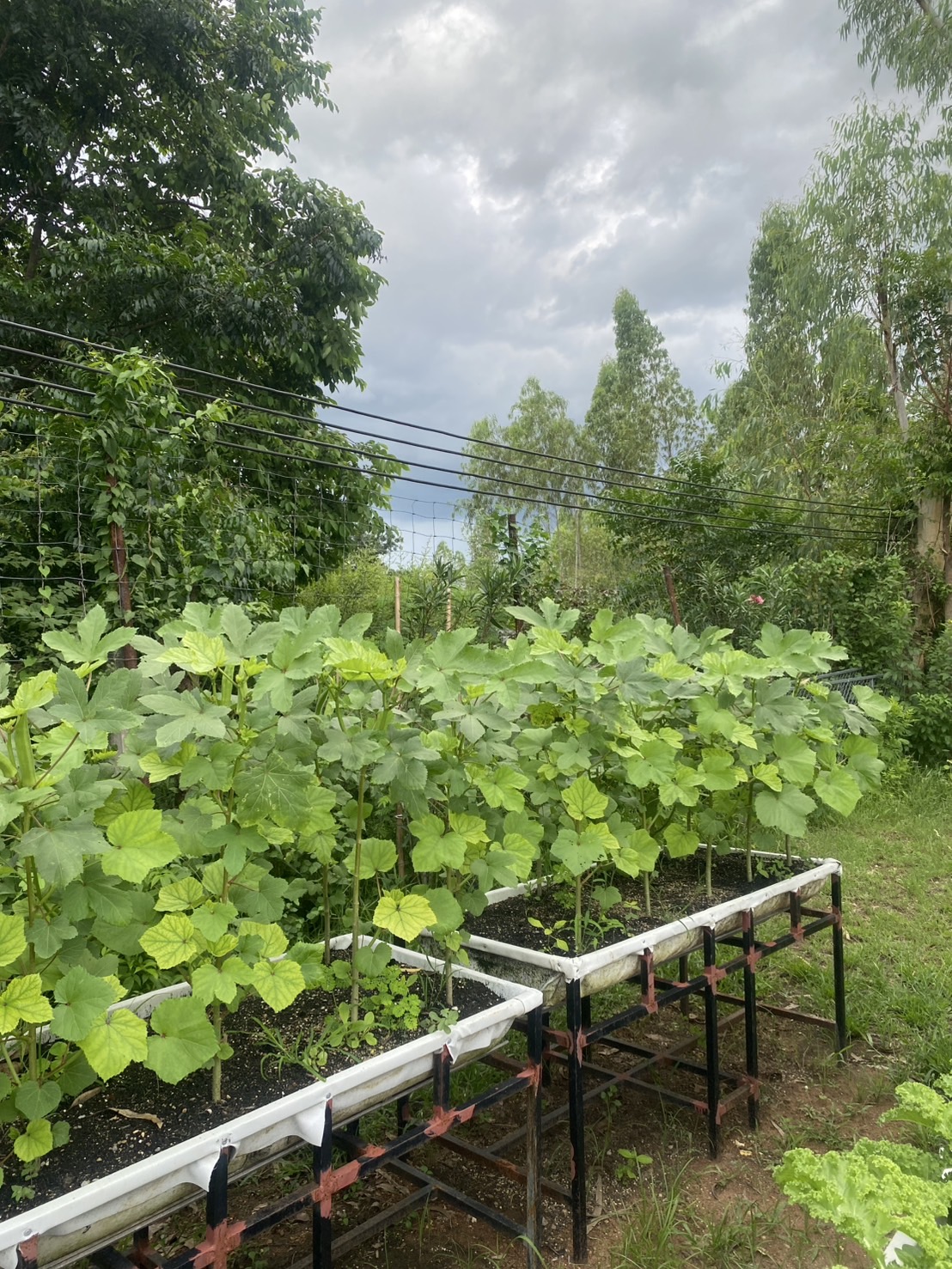 ดินหมักผสมขี้แพะ