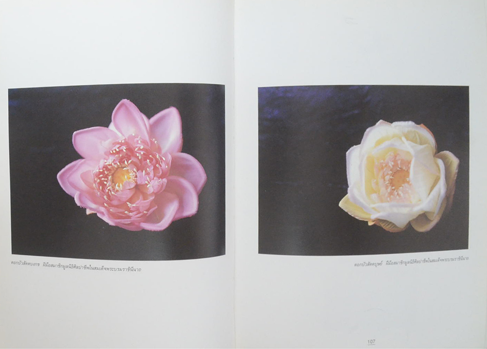 บัว ราชินีแห่งไม้น้ำ