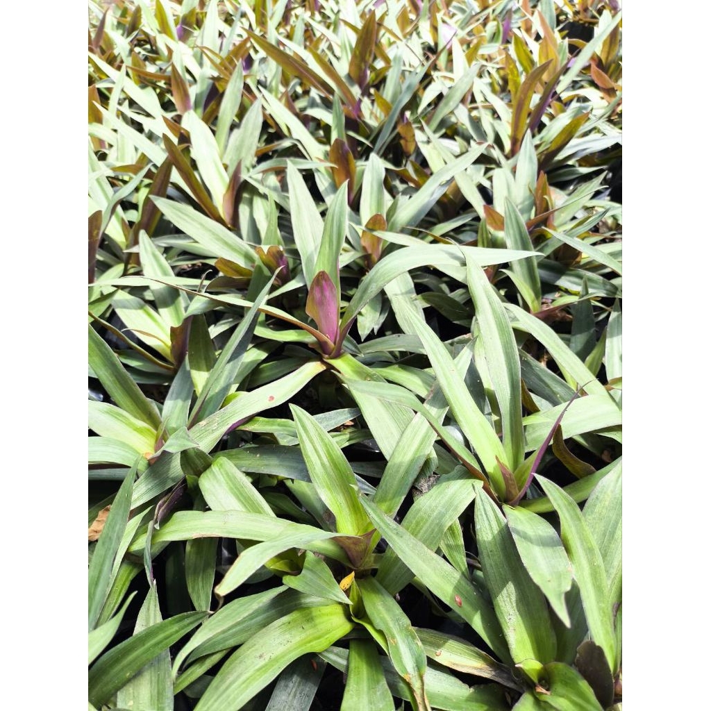 ว่านกาบหอย Moses in the cradle