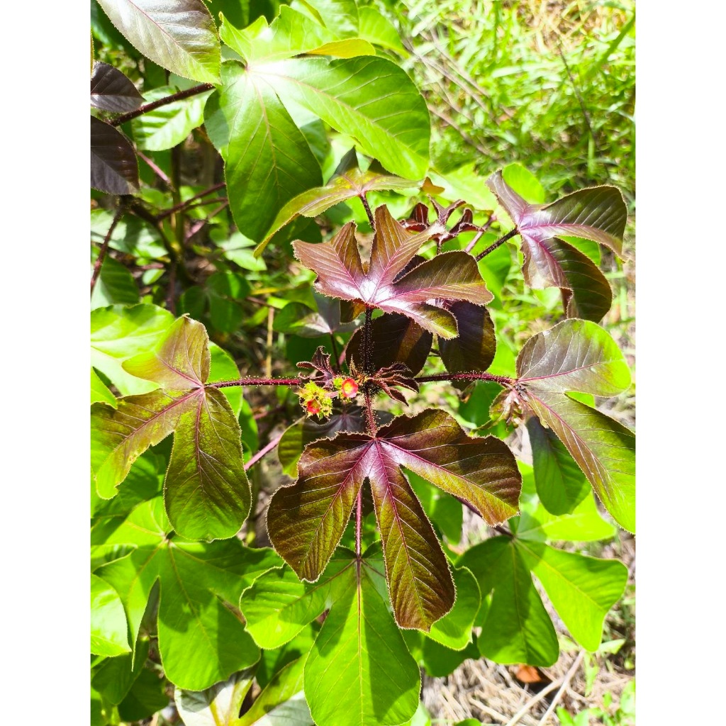 ใบสบู่แดง สด สำหรับทำยา Bellyache Bush