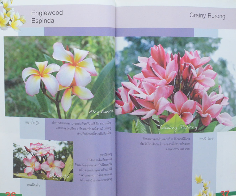 โลกของลีลาวดี เมื่อผมอยากชวนปลูกลีลาวดี (ขายตามสภาพ)