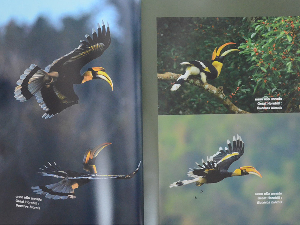 นกในประเทศไทย (ภาษาไทย-อังกฤษ)