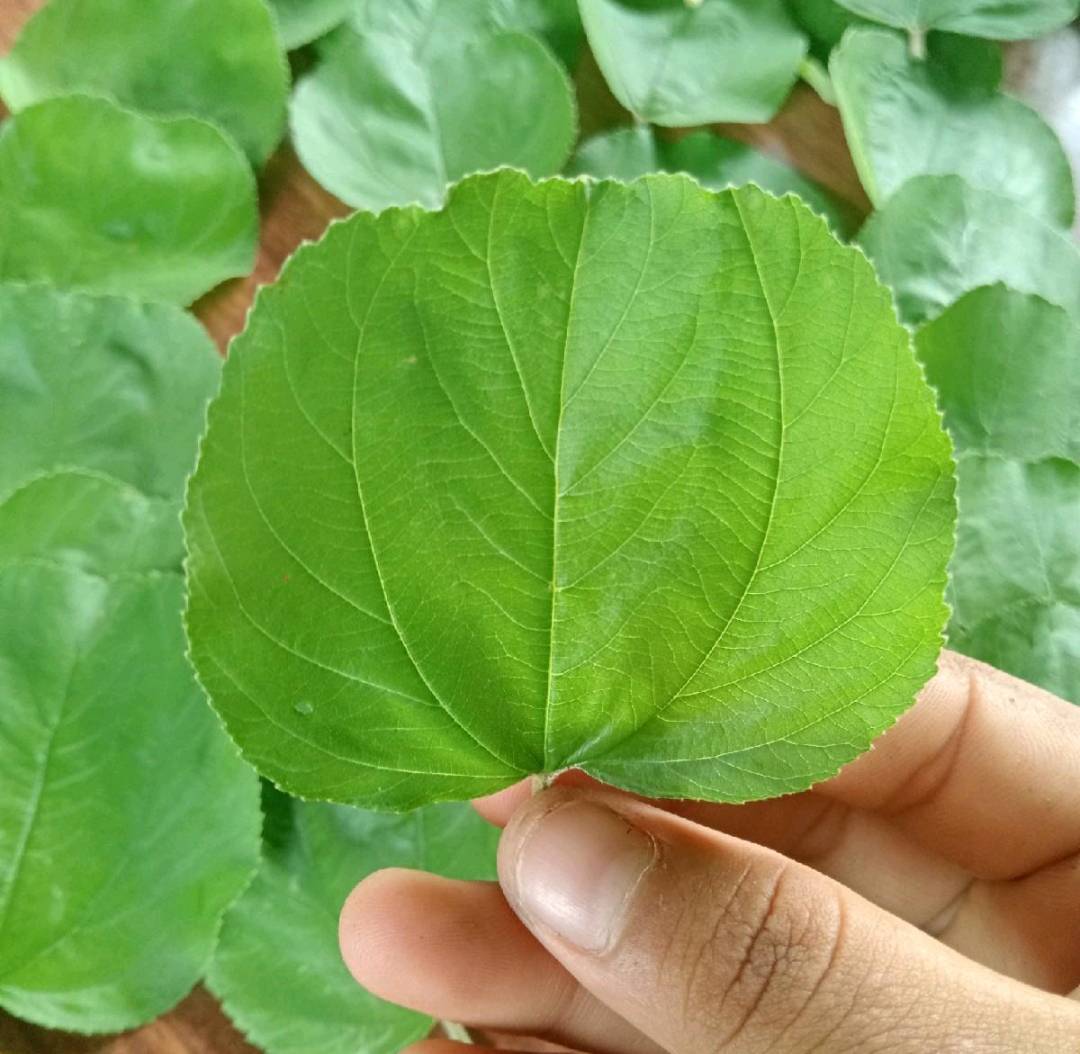 ใบพุทราสด jujube 100 ใบ