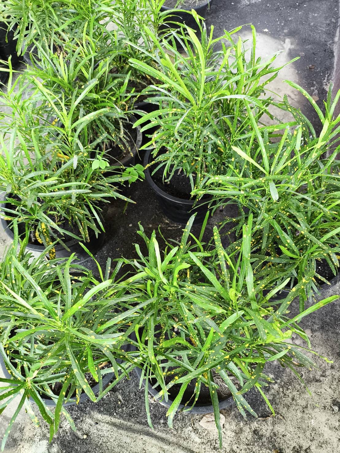 ✨ ต้นโกสนแส้ม้า ใบเรียวยาว Croton