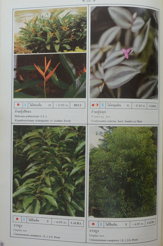 พฤกษาพัน (ภาษาไทย-อังกฤษ)