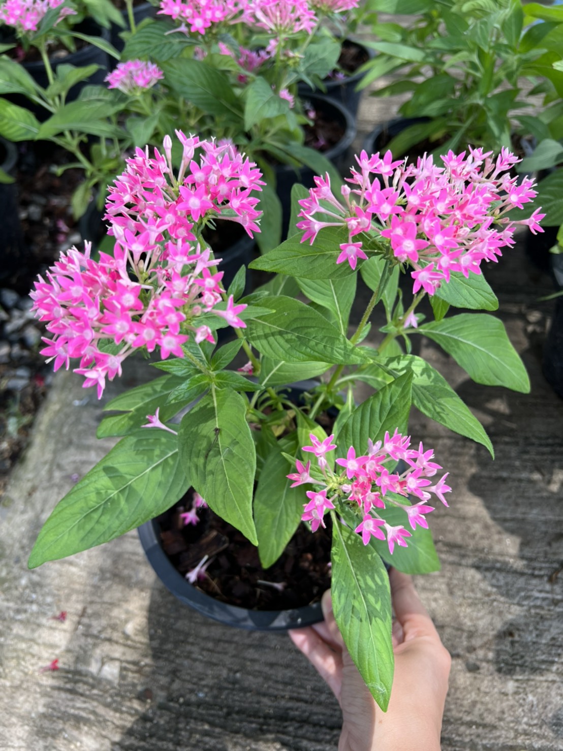 เข็มอินเดีย ไม้พุ่ม Pentas กระถาง 6 นิ้ว