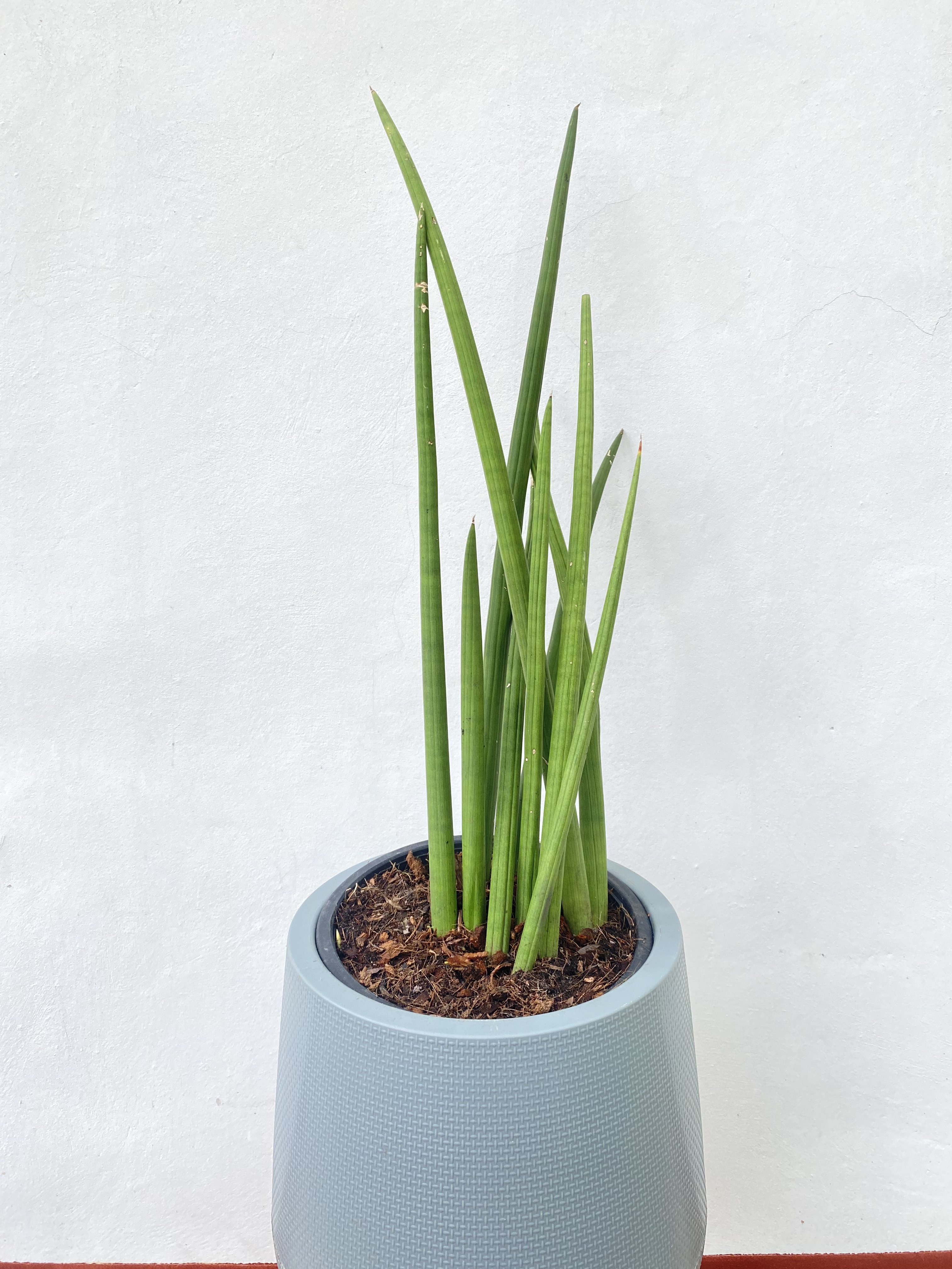 ว่านงาช้าง African Spear plant