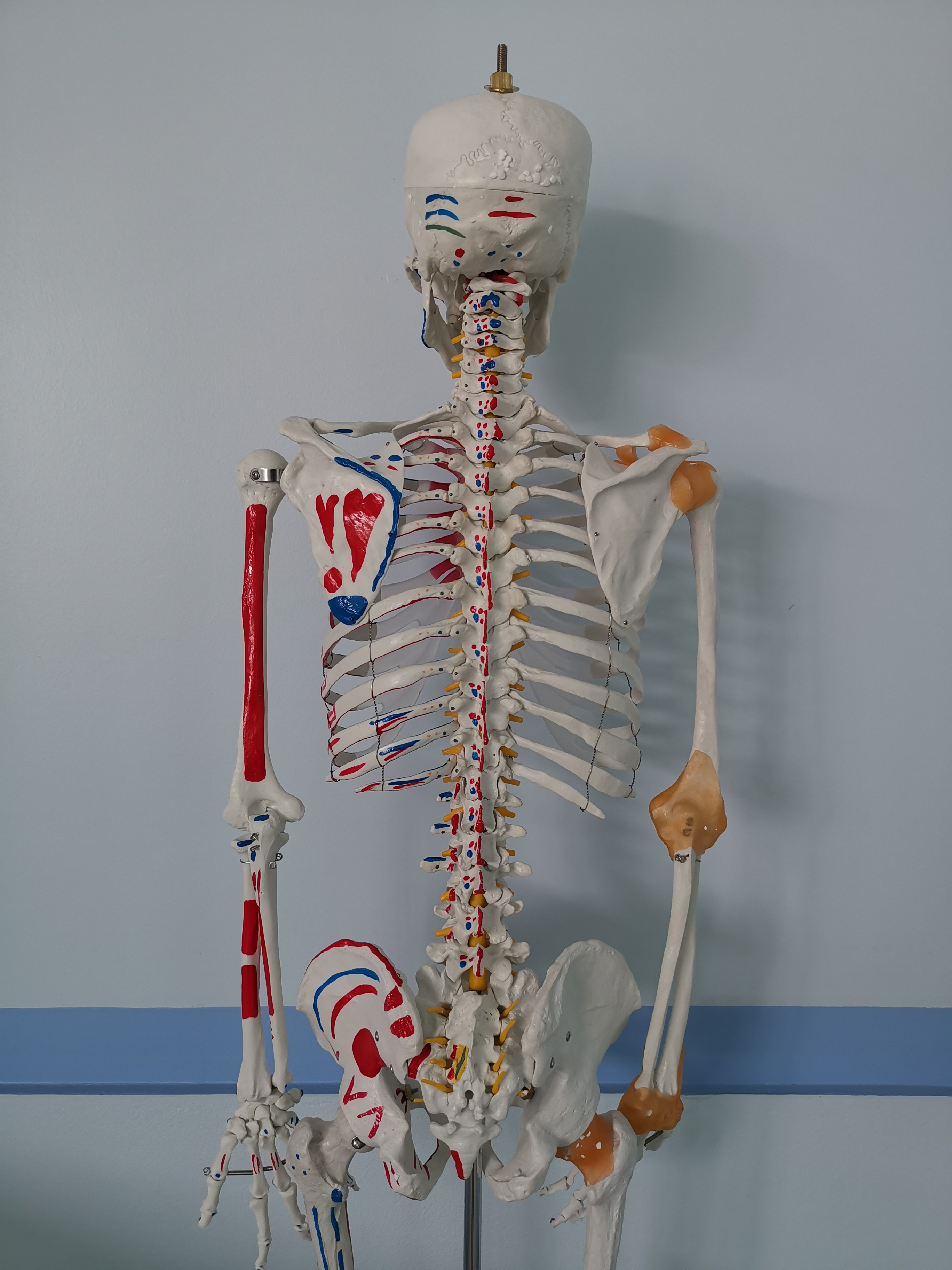 โมเดลโครงกระดูกมนุษย์ ขนาดเท่าของจริง แบบแสดงเอ็นข้อต่อและจุดเกาะกล้ามเนื้อ (รุ่น PVC แข็งแรงพิเศษ)