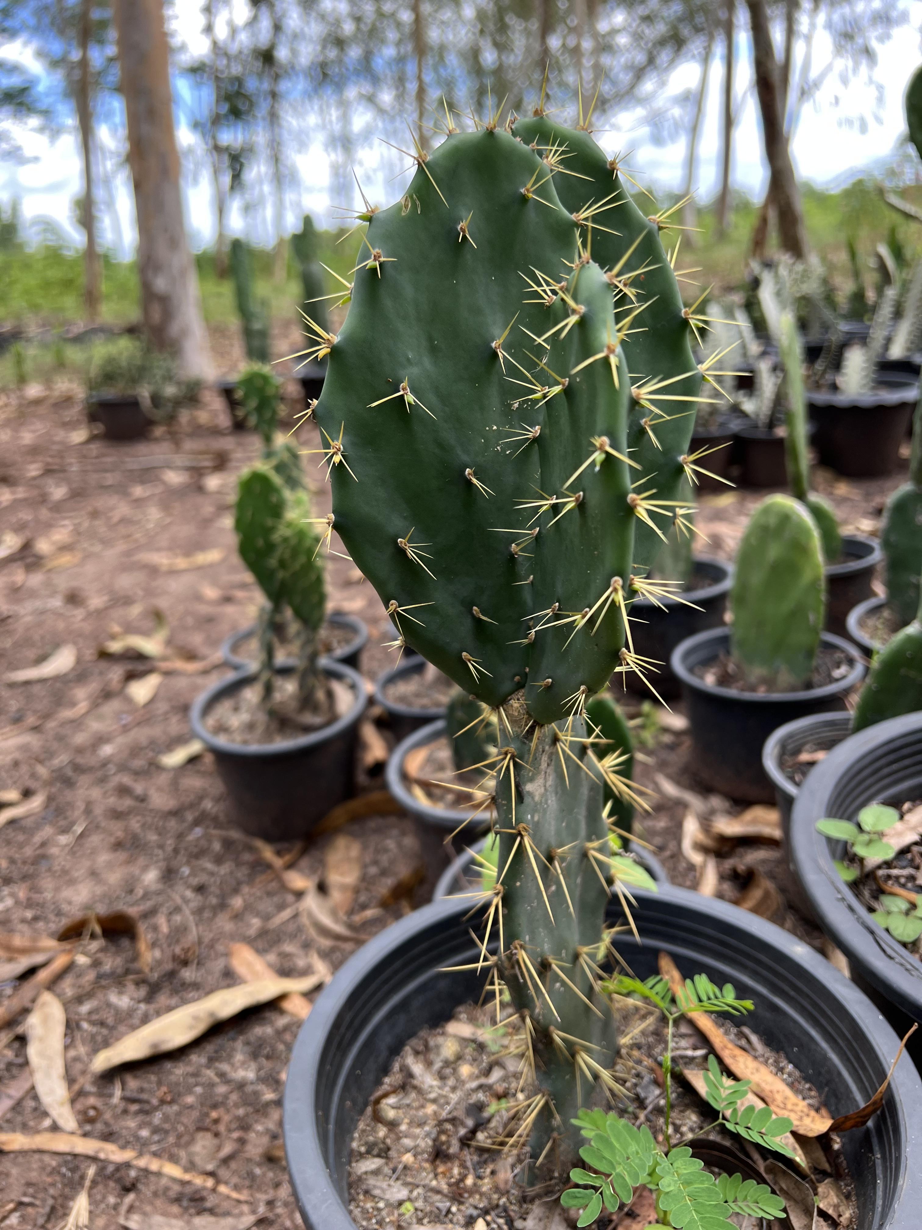 โอพันเทีย ทูน่า หนามทอง Opuntia Tuna