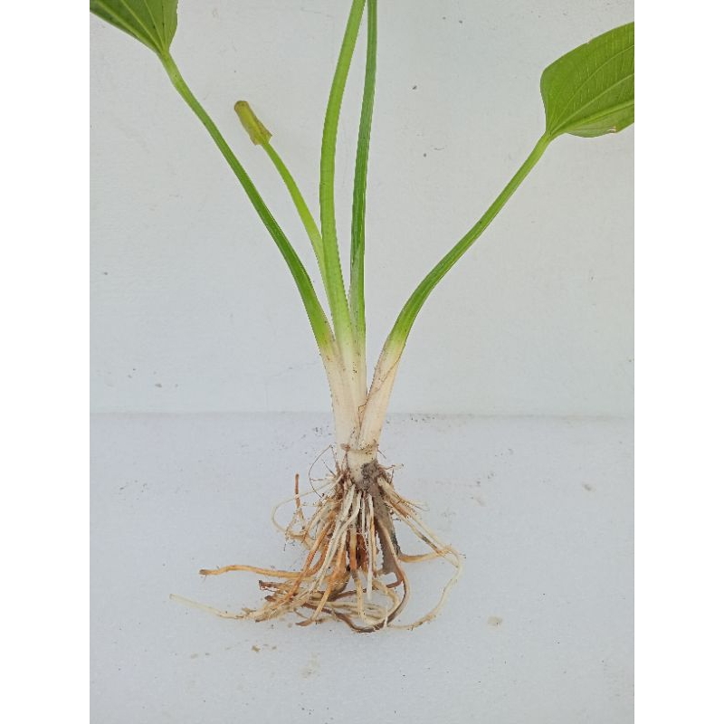 (กิ่งพร้อมราก) ต้นบัวอเมซอน ดอกสีขาว Creeping burhead ไม้น้ำ