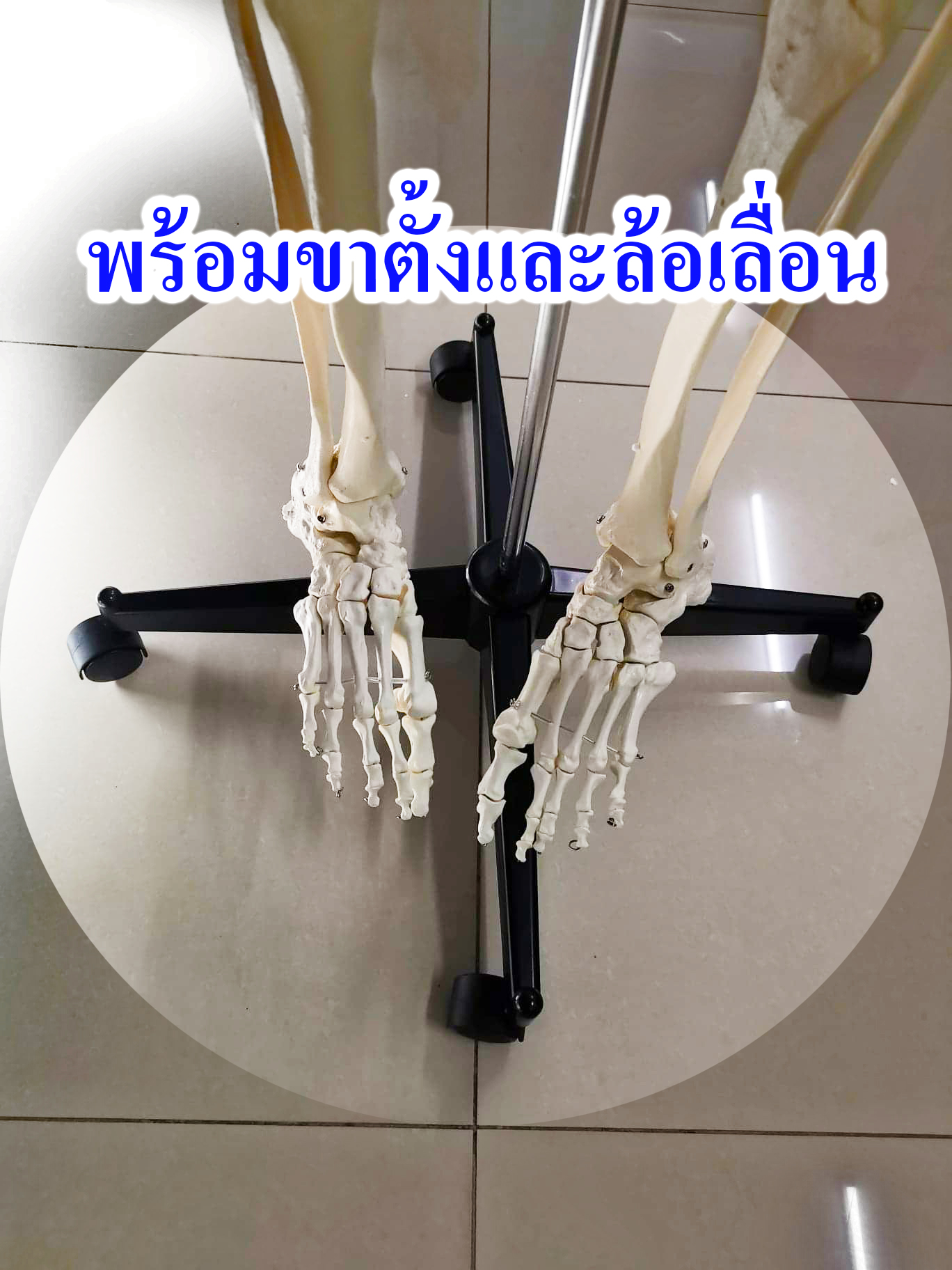 โมเดลโครงกระดูกมนุษย์ ขนาดเท่าของจริง แบบกระดูกอ่อนใส (รุ่น PVC แข็งแรงพิเศษ)