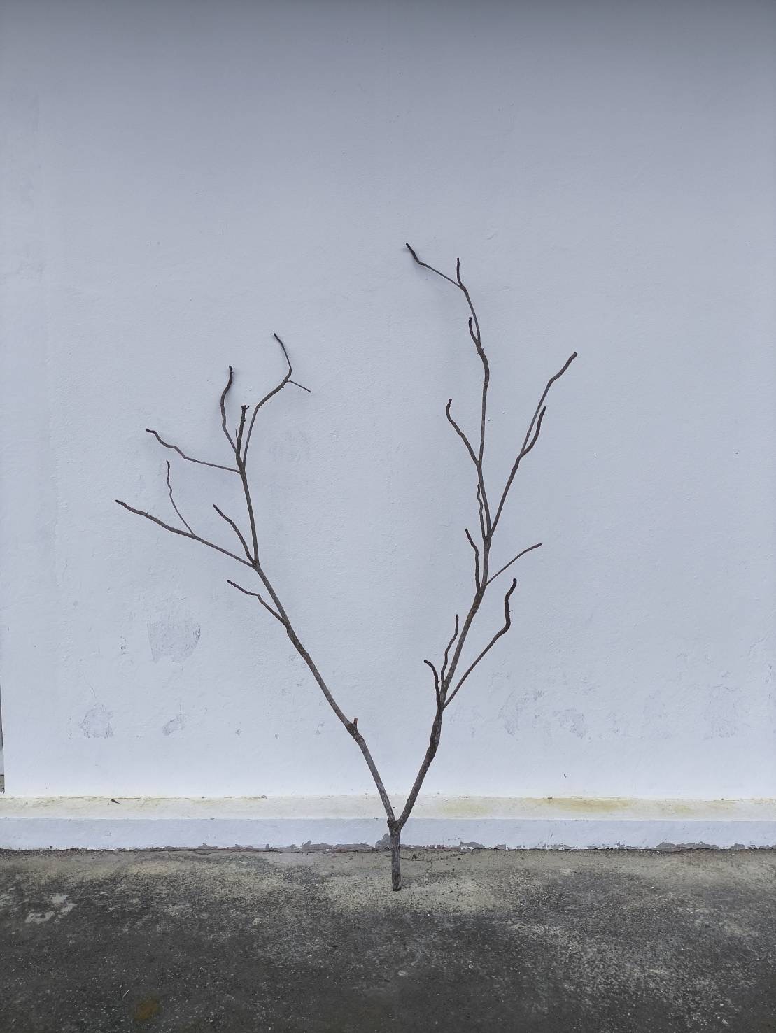 🌿 กิ่งไม้แห้งจริง Tree branch (เบอร์ 7)