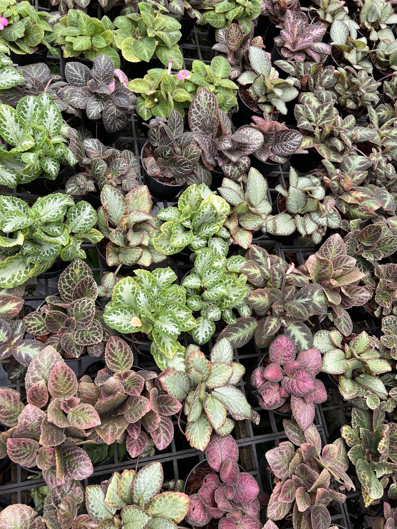 พรมญี่ปุ่น Carpet Plant