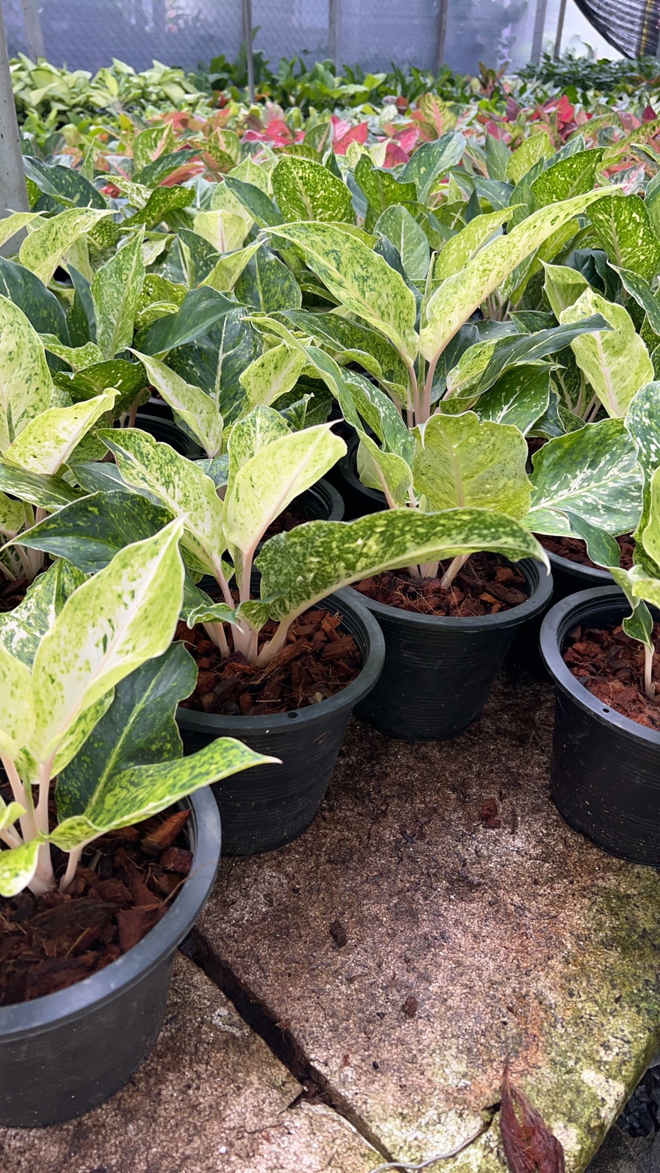 อโกลนีมา หลักทรัพย์ Chinese Evergreen