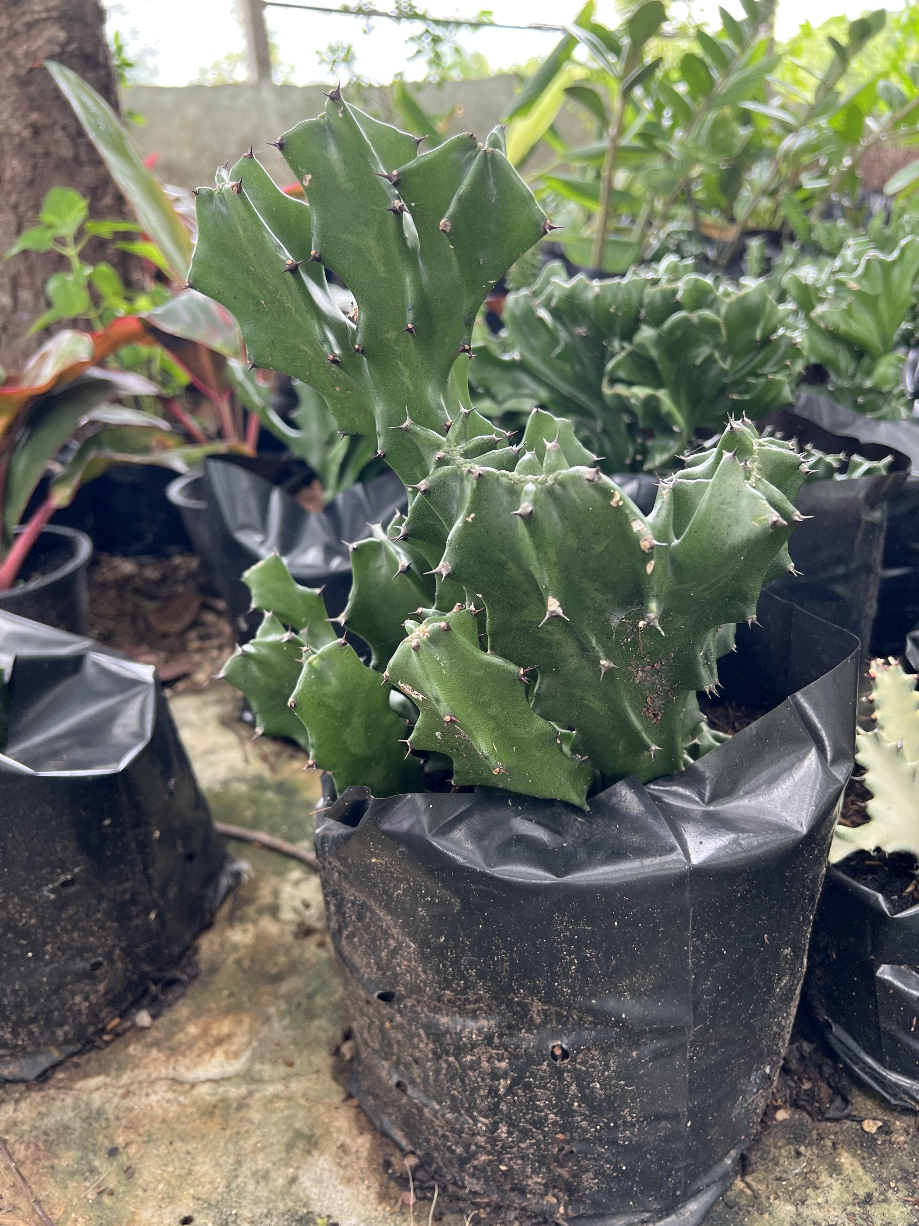 ต้นกระบองเพชร ตอสามเหลี่ยม ตอแคคตัส Cactus ไม้อวบน้ำ