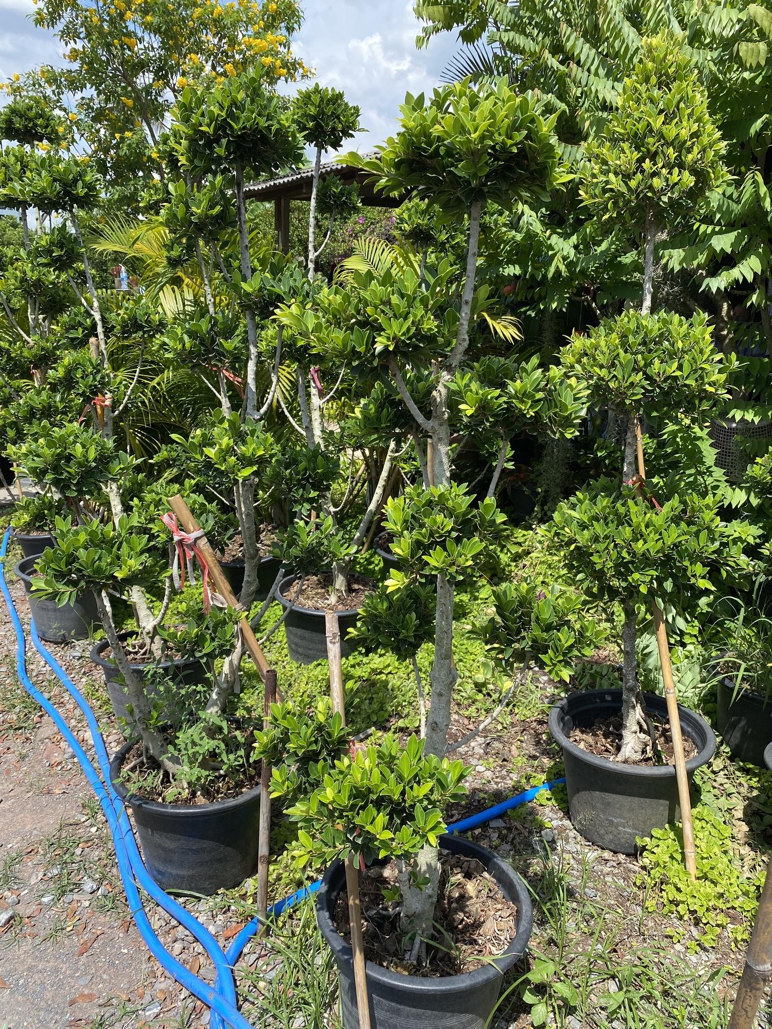 ไทรเกาหลี ตุ้ม banyan tree