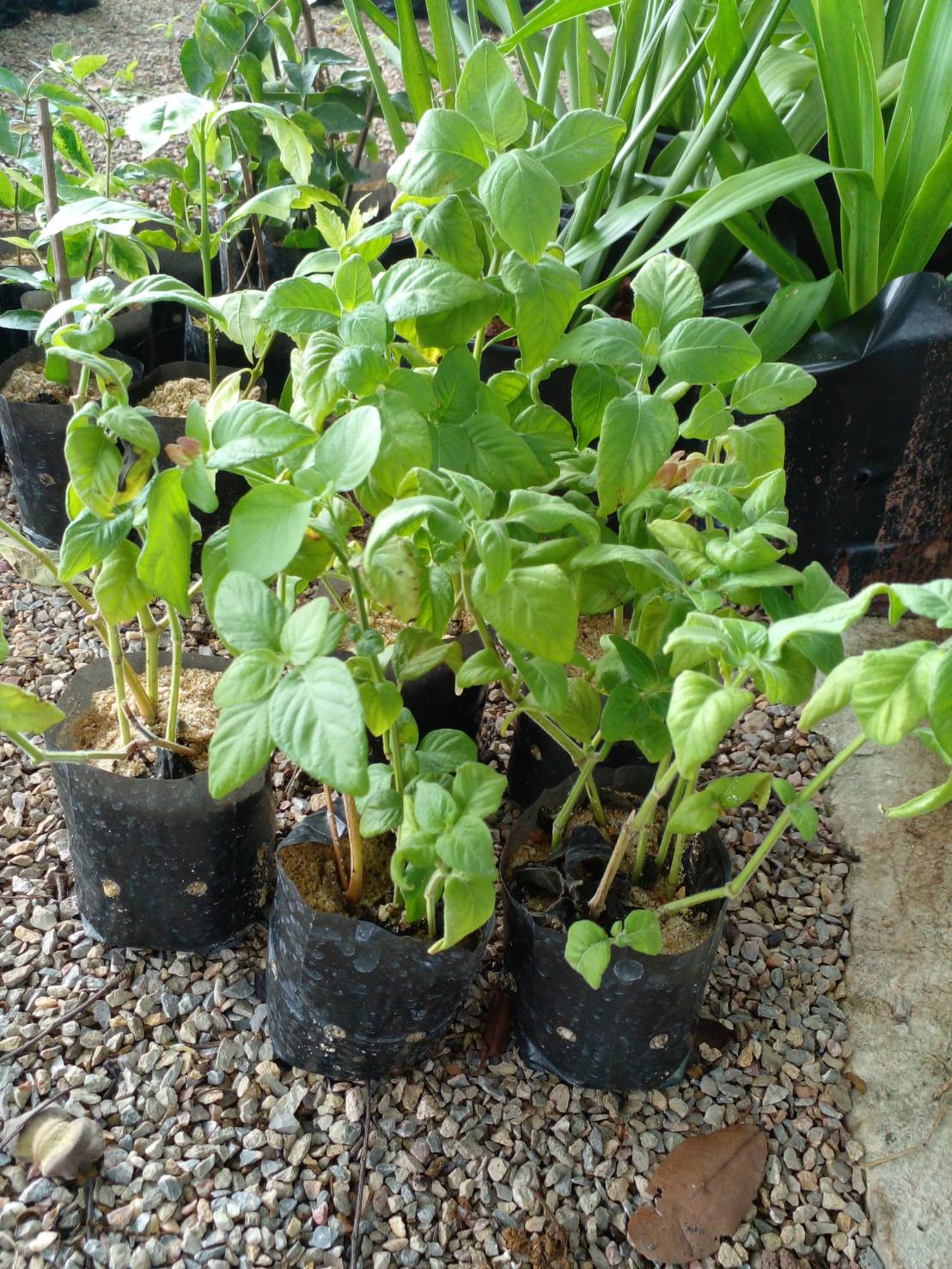 คีรีมาศ Panama Queen Plant