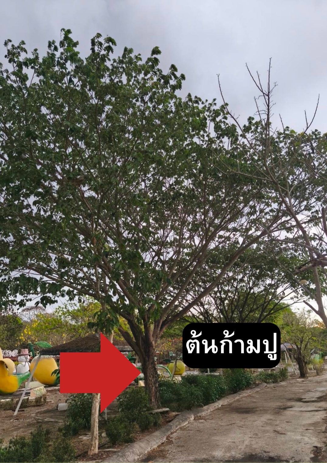 ต้นก้ามปู จามจุรี Samanea saman (Jacq.) Merr.