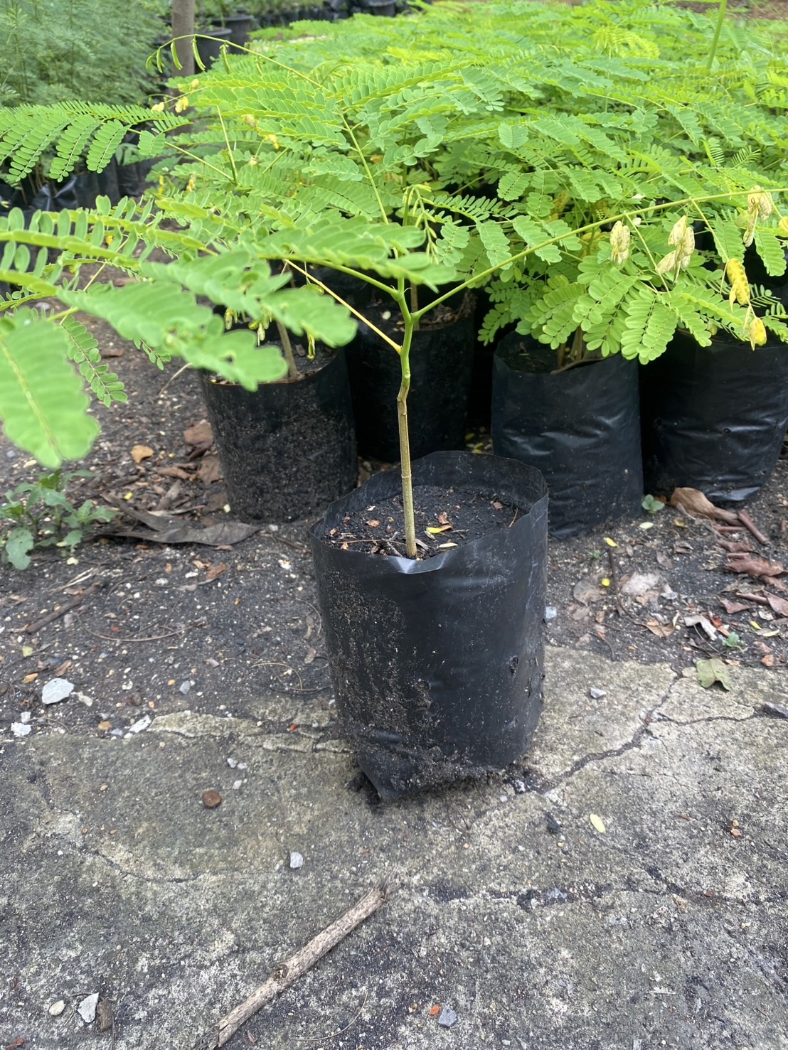 ต้นกล้าหางนกยูงฝรั่ง ต้นหางนกยูง Flam-boyant, The Flame Tree, Royal Poinciana