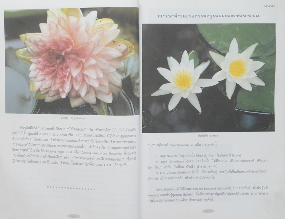 บัว: ไม้ดอกไม้ประดับ (ขายตามสภาพ)