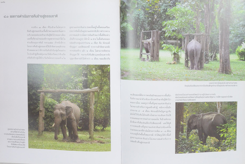 คืนช้างสู่ธรรมชาติ