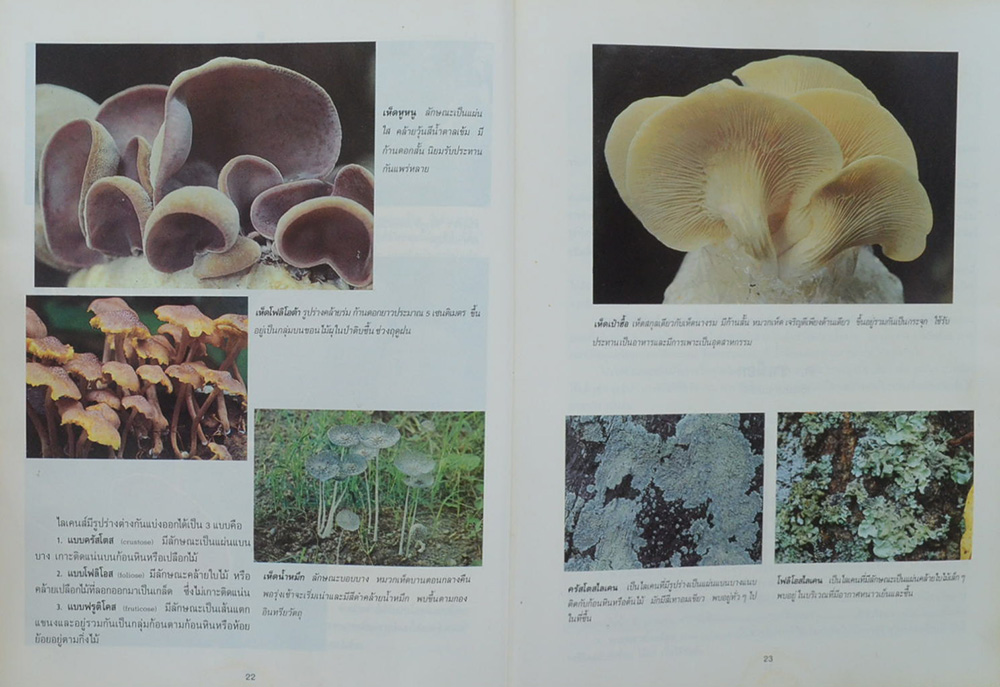 อาณาจักรสิ่งมีชีวิต เล่ม 1 อาณาจักรพืช