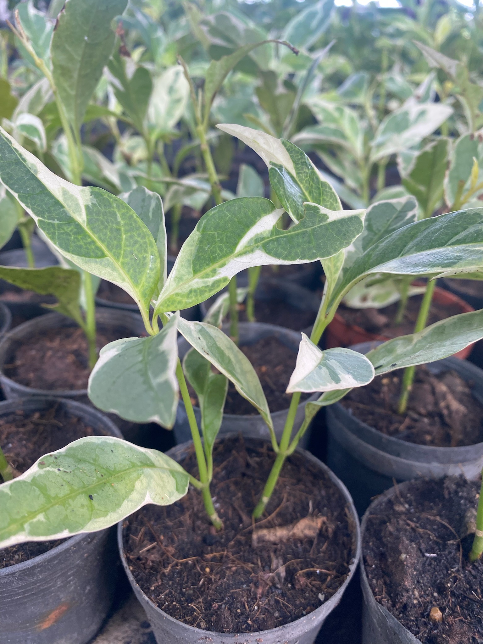 ต้นทองดอกบวบ Caricature Plant