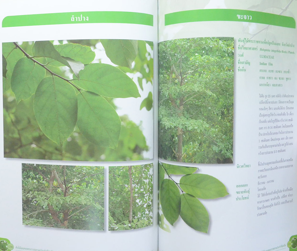 ต้นไม้มงคลพระราชทานประจำจังหวัด (ขายตามสภาพ)