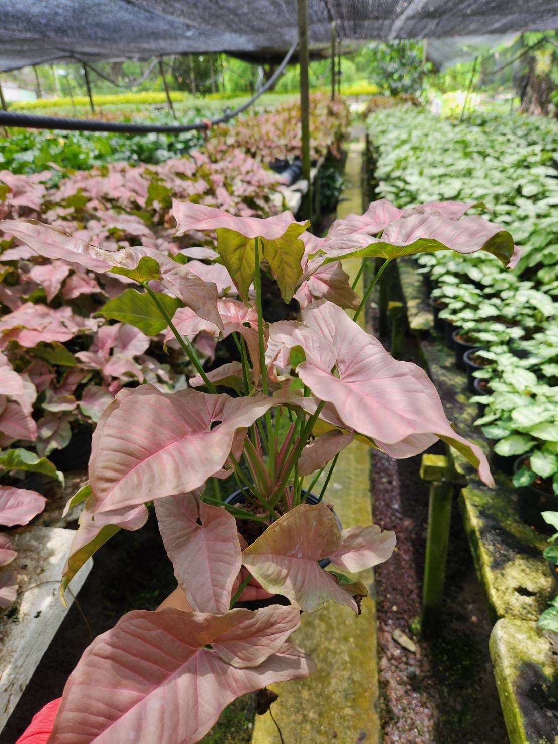 ออมชมพู 8" Pink Syngonium เงินไหลมาสีชมพู
