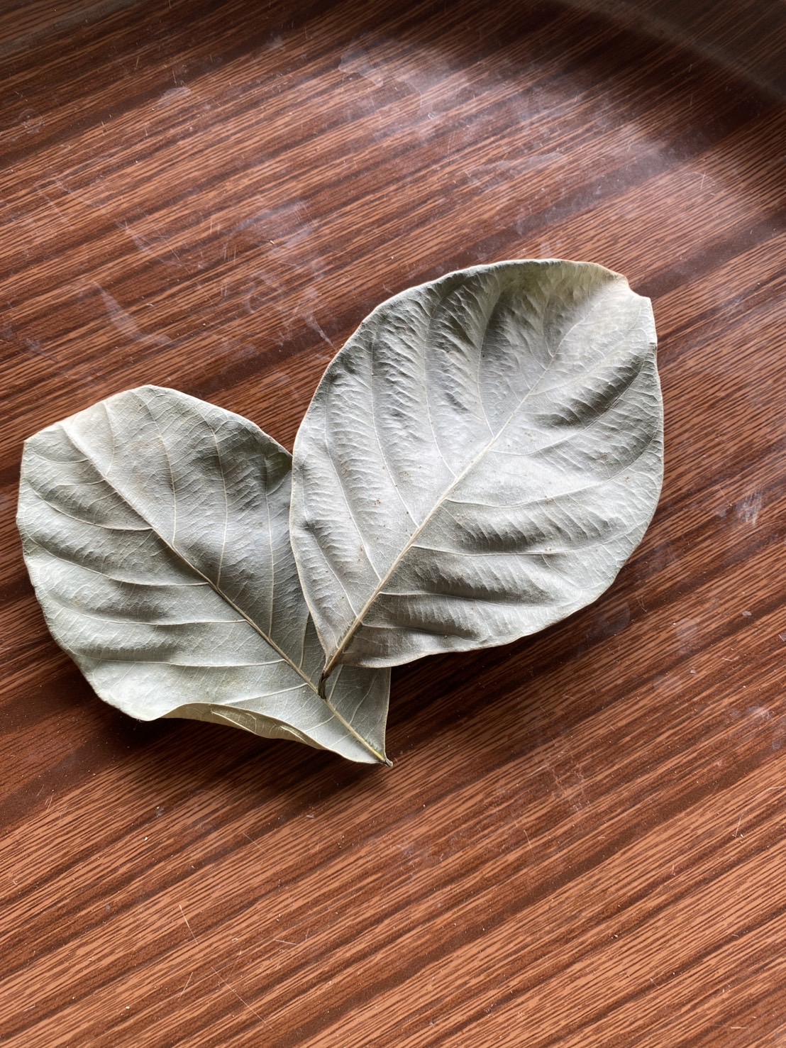 ใบขนุนแห้ง Artocarpus heterophyllus Lam. ออแกนิค อาหาร Isopod