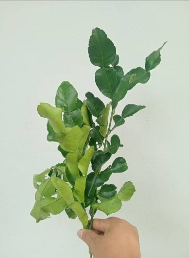 ใบมะกรูด เก็บสด kaffir lime leaves.