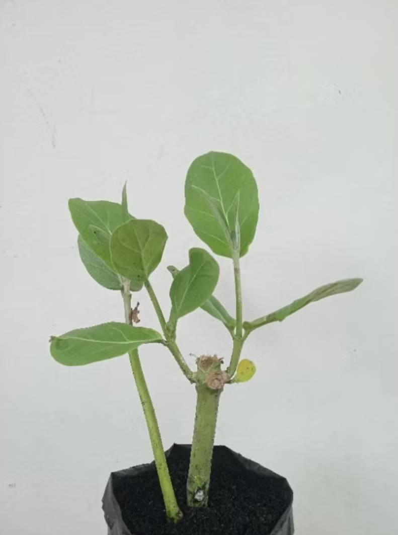 ต้นพันธุ์ดอกรัก Crown flower สีม่วง,สีขาว