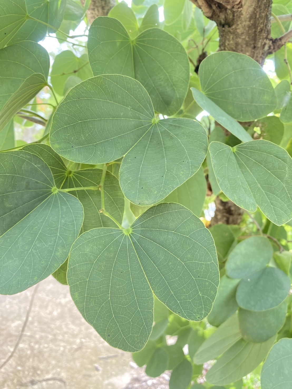 ใบชงโคธรรมชาติ Purple Orchid tree