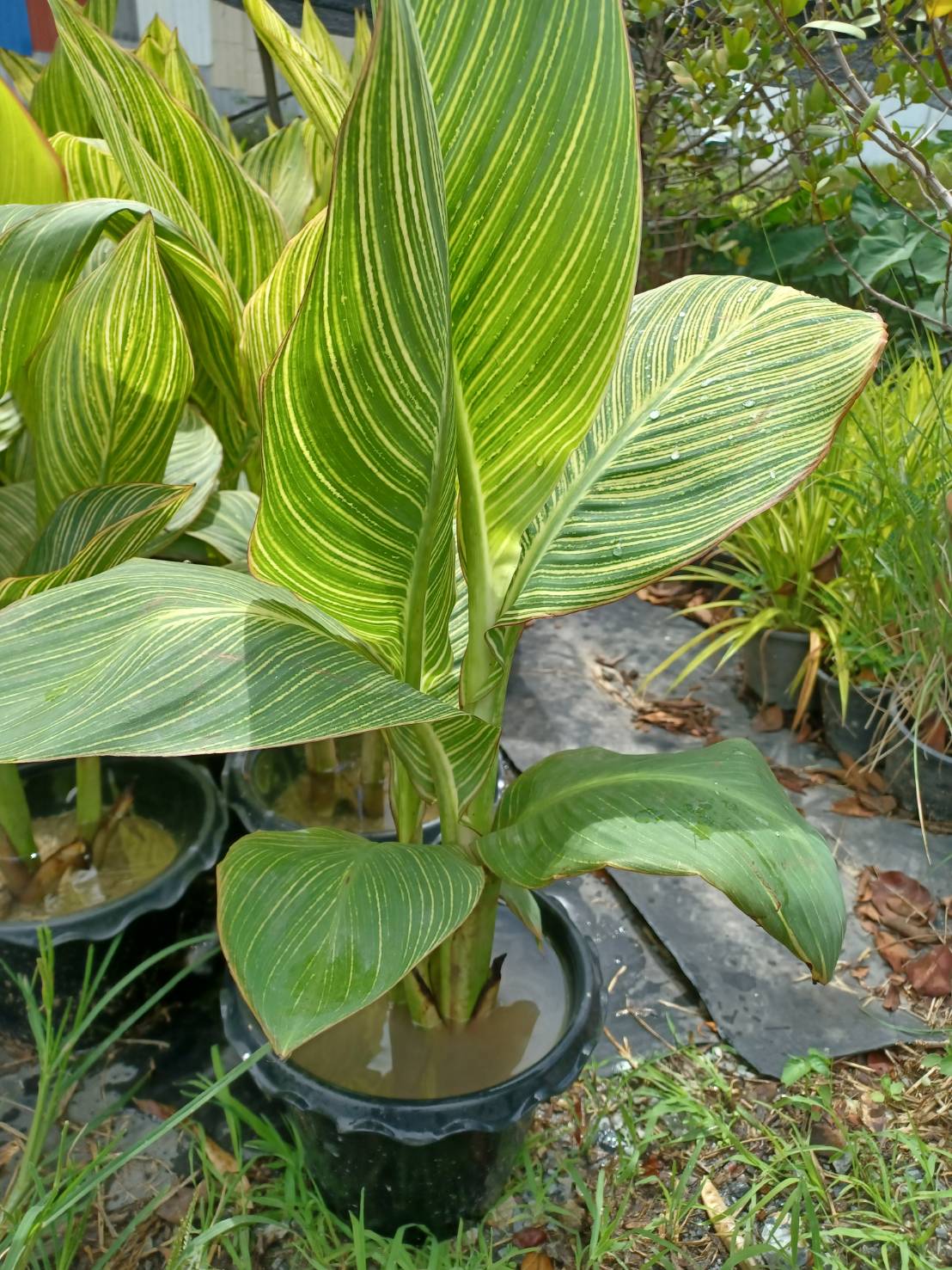 พุทธรักษาใบลาย พุทธรักษาใบด่าง Canna Lily ไม้มงคล ไม้น้ำ