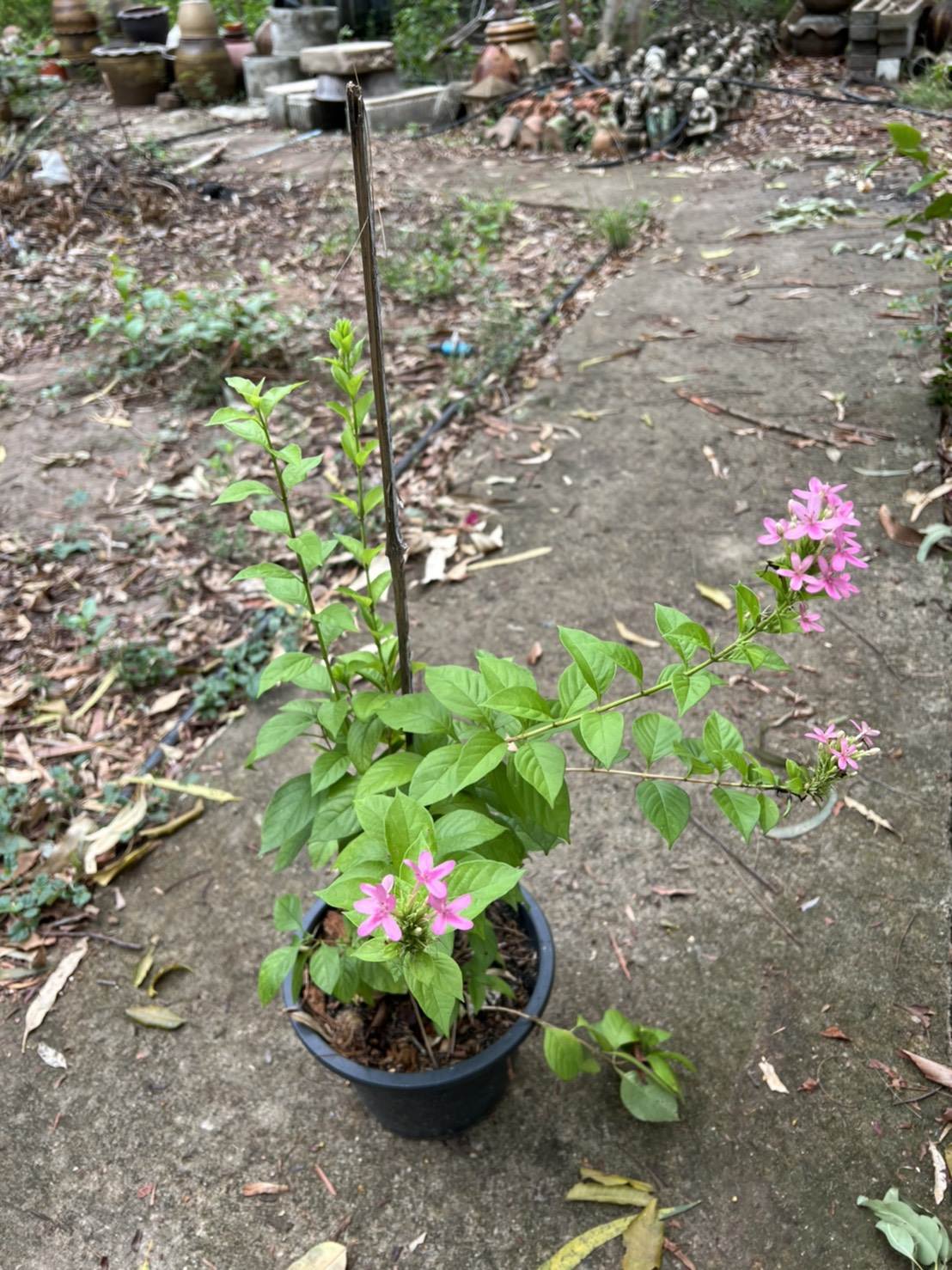 พวงชมพู Pink Vine ไม้เลื้อย ไม้เลื้อยสีชมพู