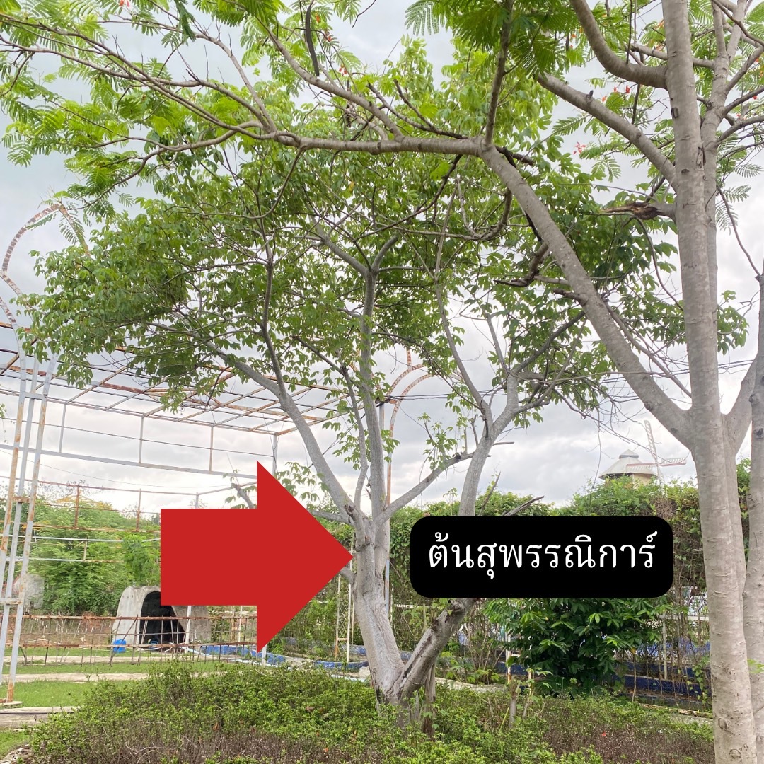 ต้นสุพรรณิการ์ Cochlospermum regium (Mart.&Schrank) Pilg