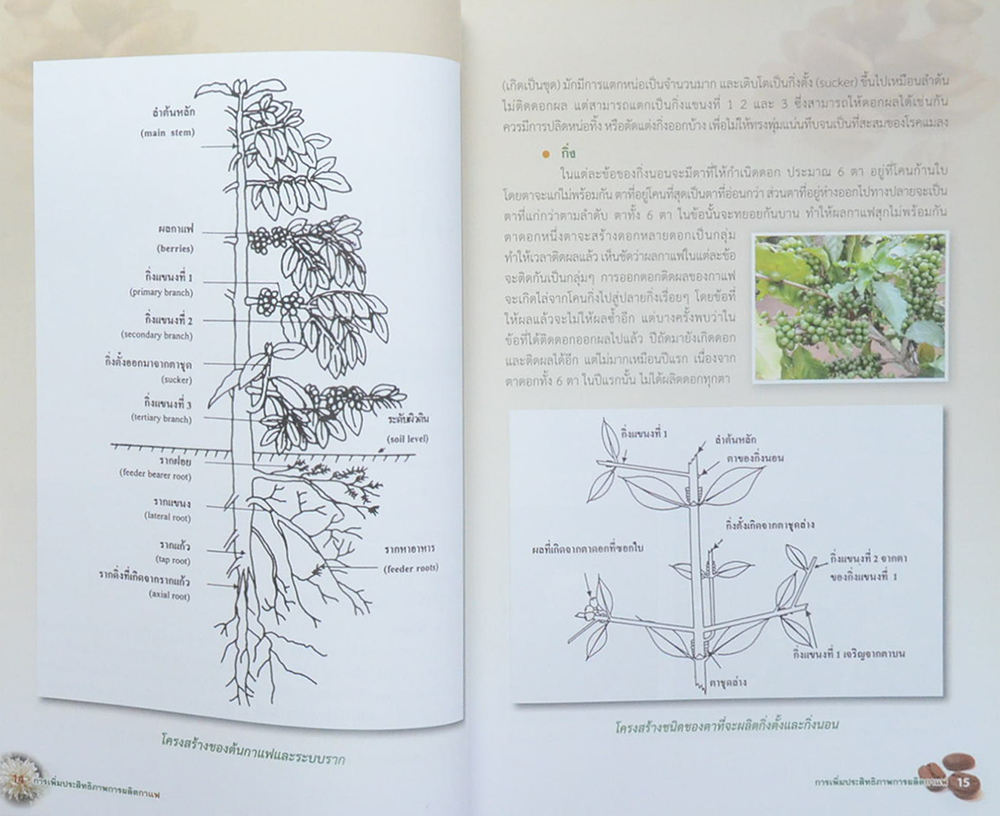 การเพิ่มประสิทธิภาพการผลิตกาแฟ (ขายตามสภาพ)