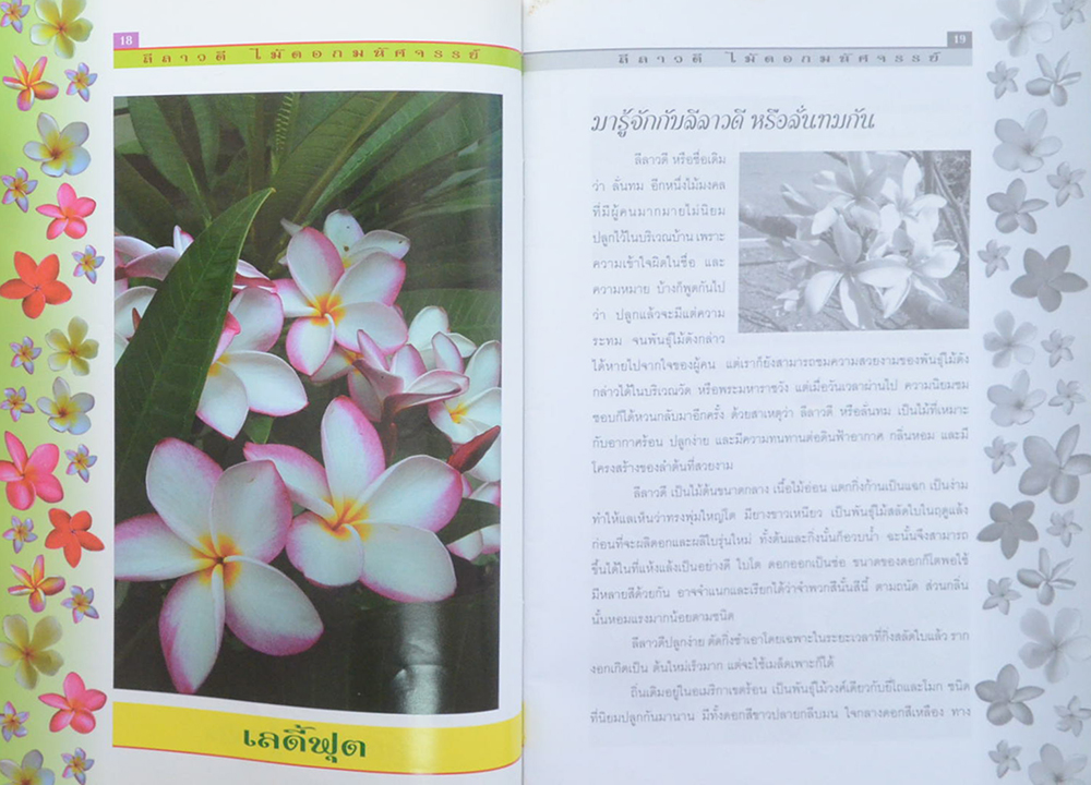 การปลูกลีลาวดี