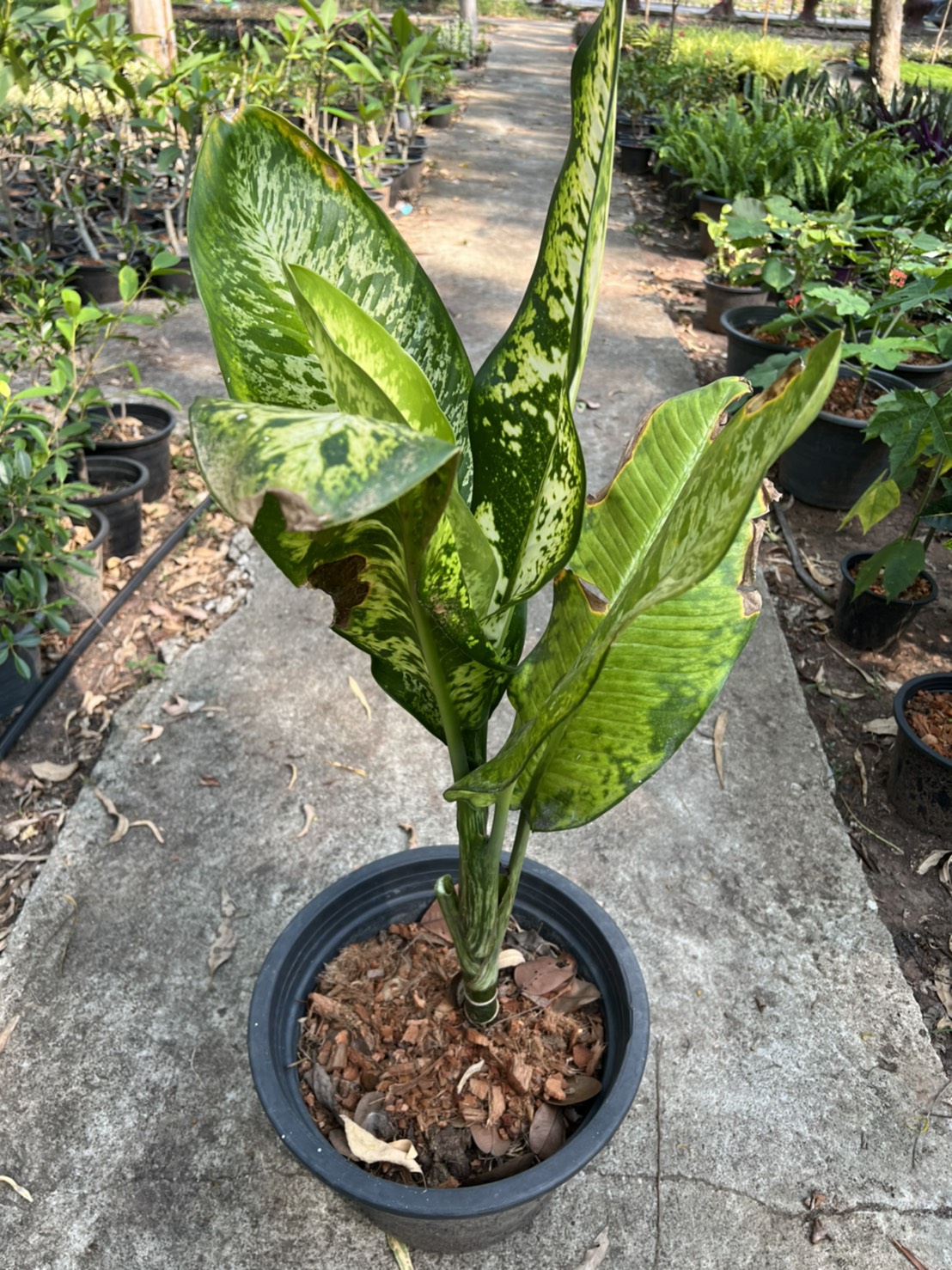 เศรษฐีวิลสันด่าง Dumb Cane Plants