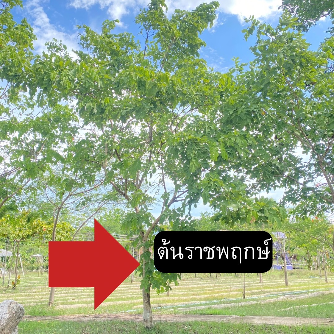 ต้นคูน Cassia fistula L.