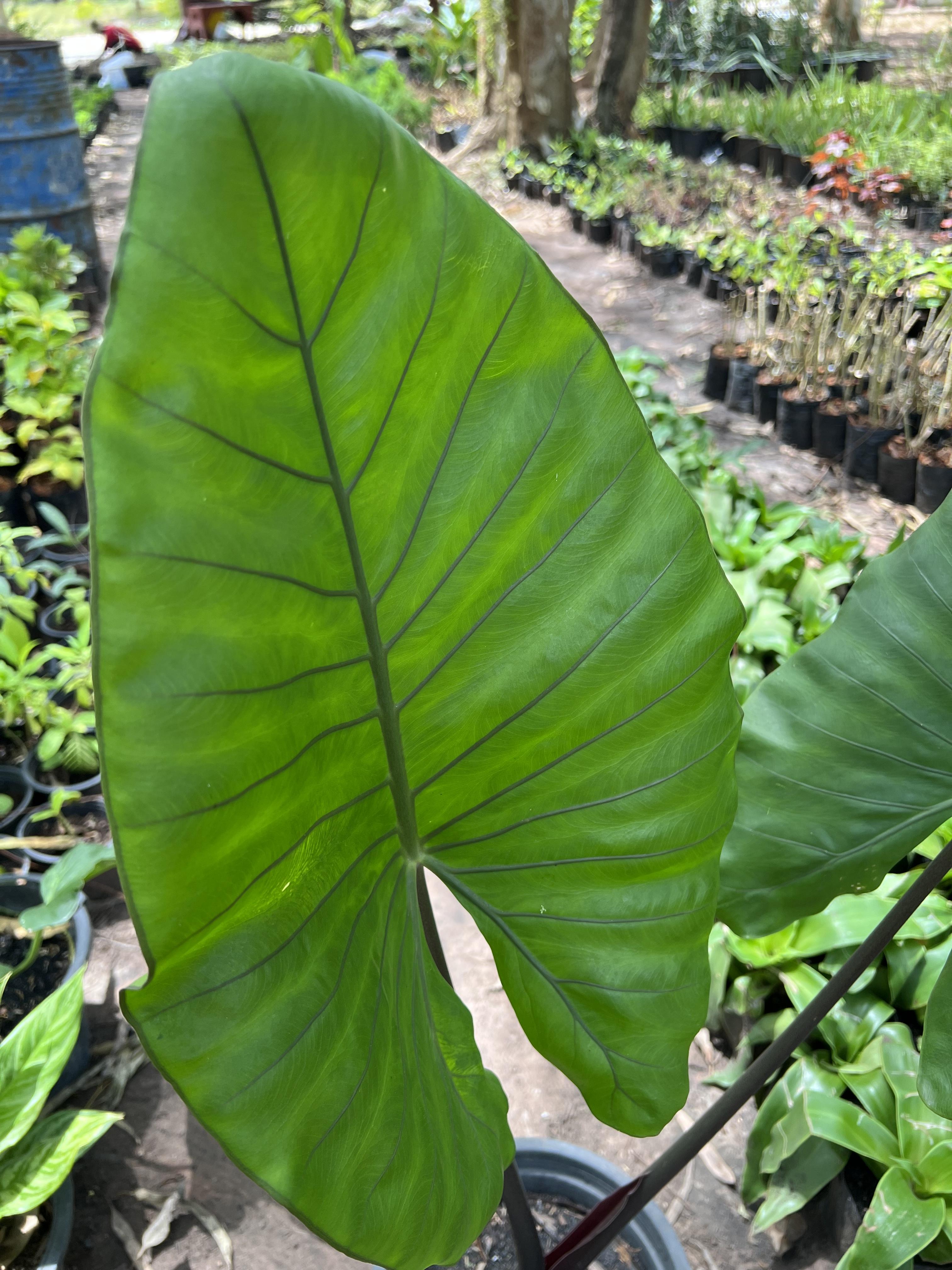 บอนกระดาษดำ ต้นกระดาด บอนก้านดำ Black Stem Elephant Ear