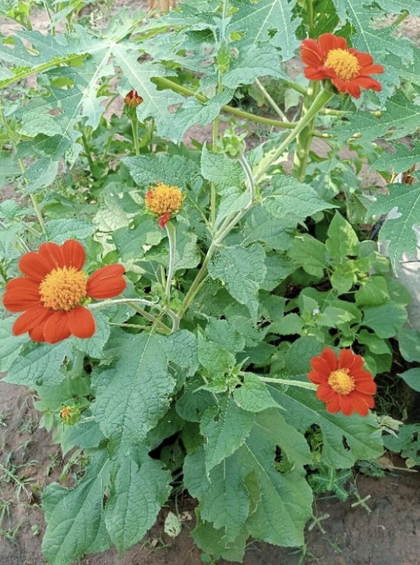 ต้นกล้าทานตะวันแคระเม็กซิกัน Mexican Sunflower seed plant