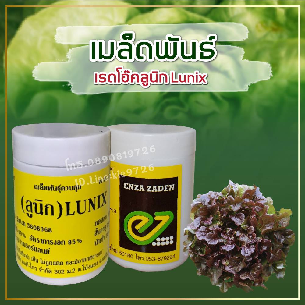 เรดโอ๊ค ลูนิค แบบเคลือบ 1000 เมล็ด (ENZA)